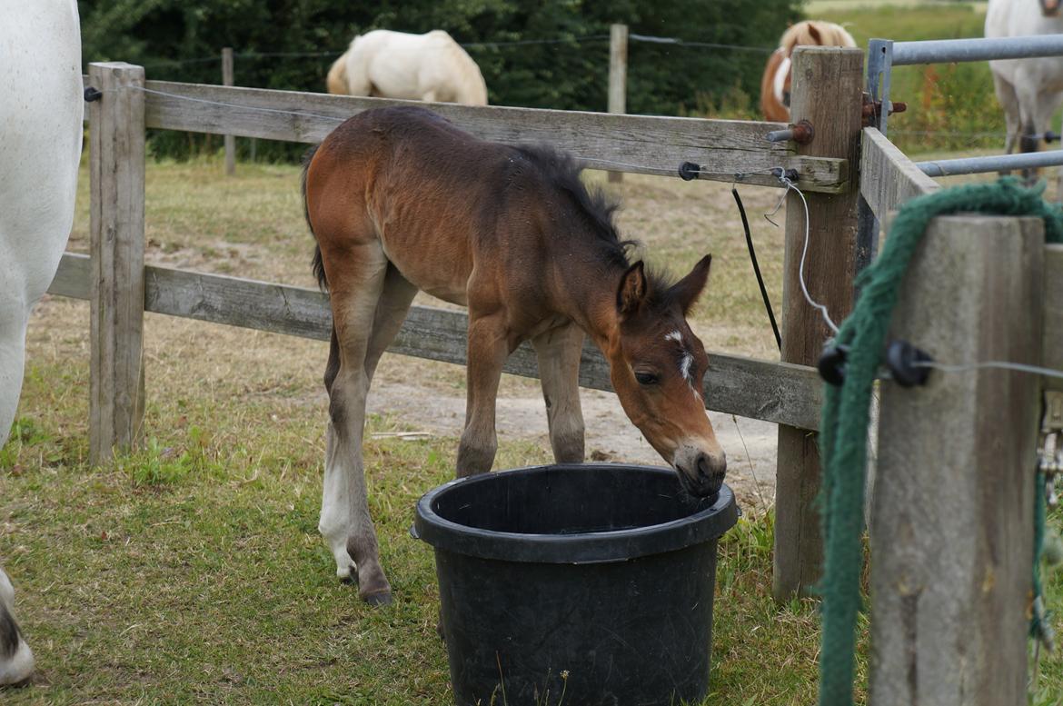 Connemara CAPALL ANNA LIVIA billede 18