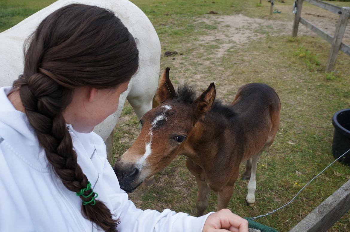 Connemara CAPALL ANNA LIVIA billede 19