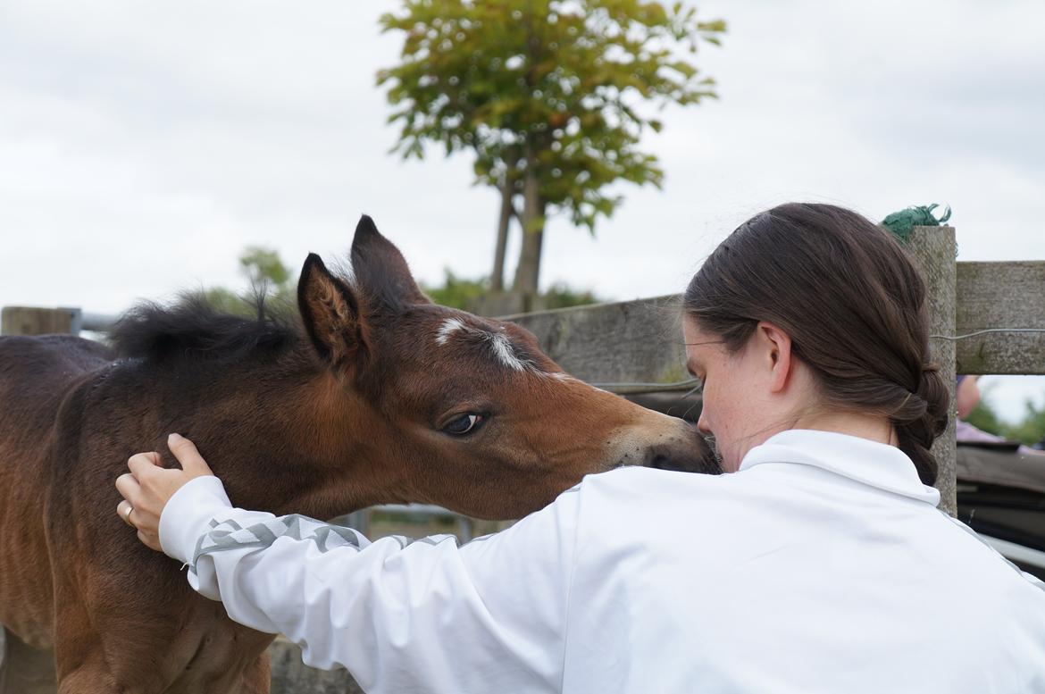 Connemara CAPALL ANNA LIVIA billede 20