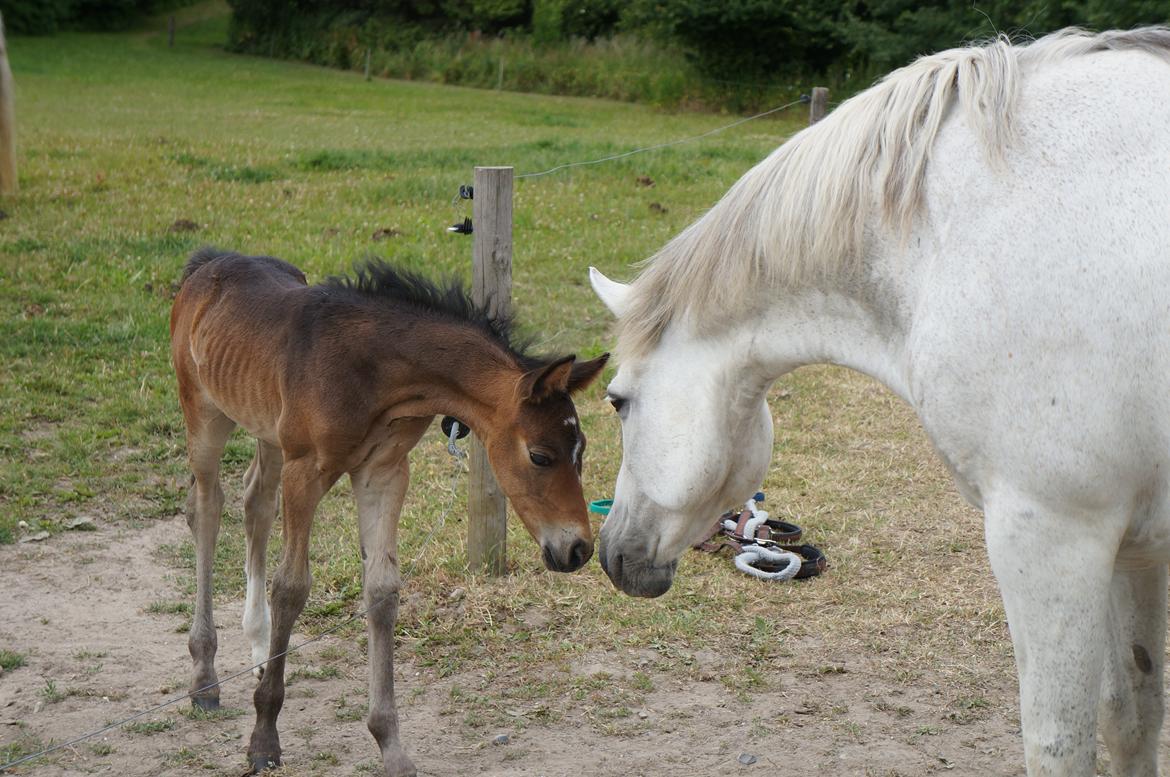 Connemara CAPALL ANNA LIVIA billede 21