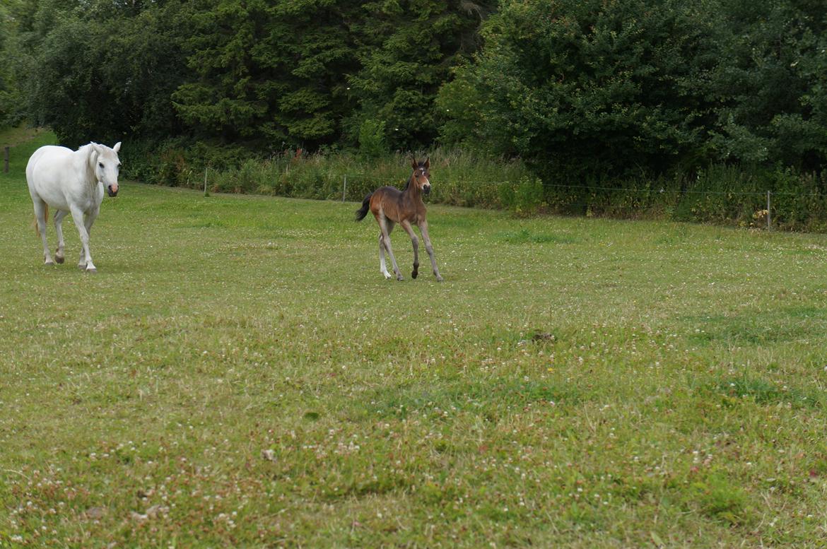 Connemara CAPALL ANNA LIVIA billede 22