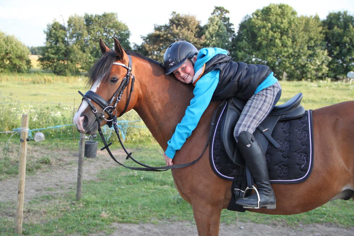 Welsh Pony (sec B) Bakkegaarden´s perfect prince billede 20