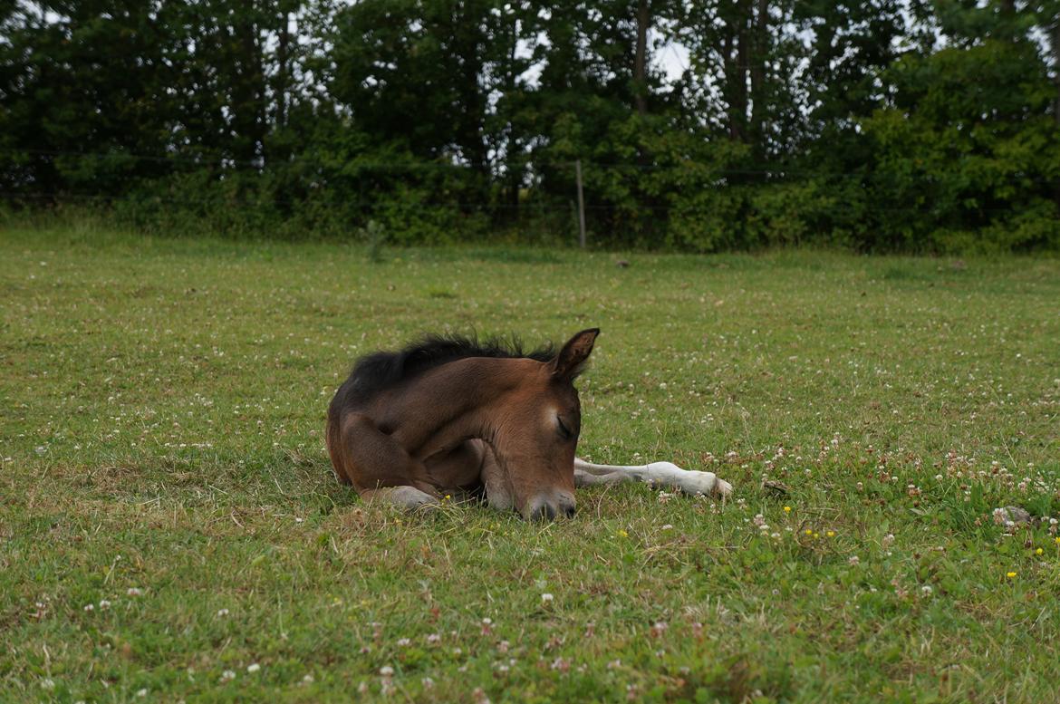 Connemara CAPALL ANNA LIVIA billede 23