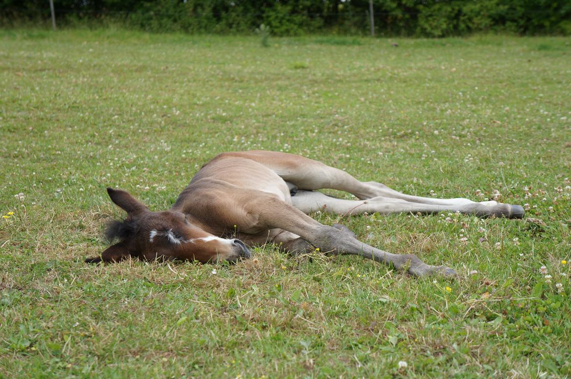 Connemara CAPALL ANNA LIVIA billede 24