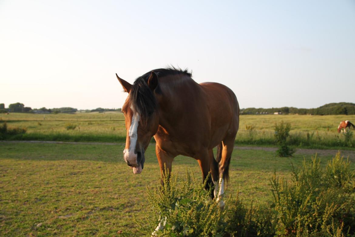 Welsh Pony (sec B) Bakkegaarden´s perfect prince - Perfect, man må ikke række tunge <3 :) Tak fordi i kiggede forbi :) billede 37