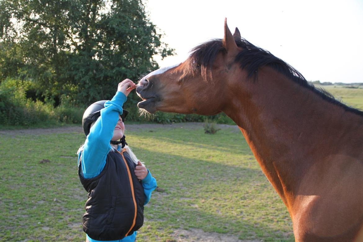 Welsh Pony (sec B) Bakkegaarden´s perfect prince - Perfect er ved at smile :) Vi er i gang med at lære det :) billede 14