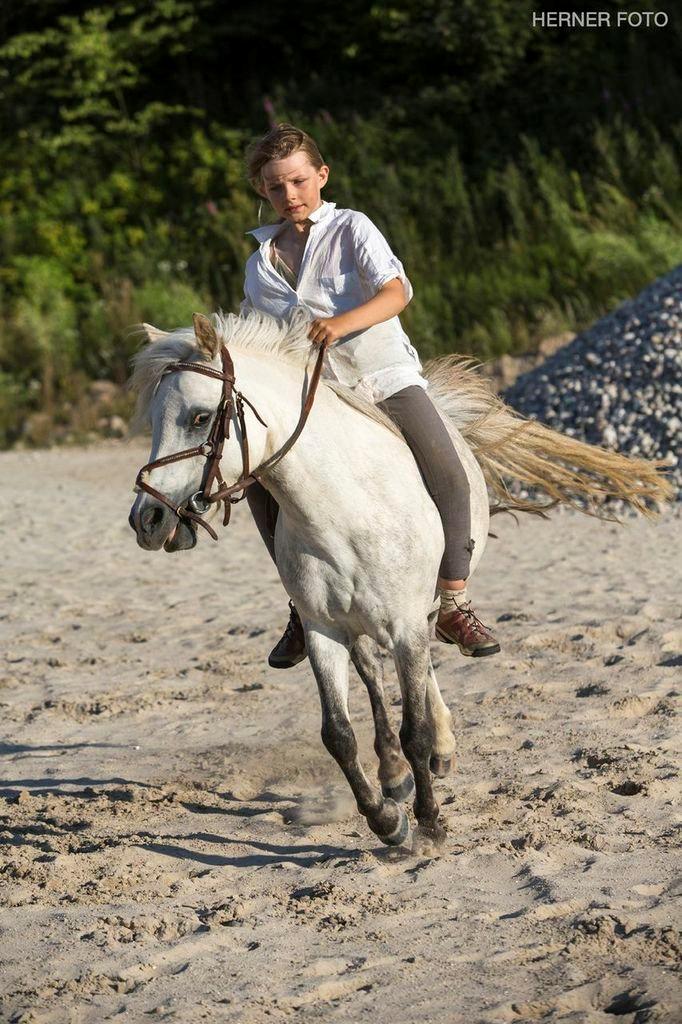 Welsh Mountain (sec A) Cirkus, født 14. juni billede 13