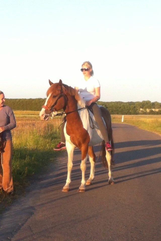 Pinto l l Hodson - Første gang med hackamore. Det var meningen at jeg skulle trække ham, men han var så sød <3 billede 13