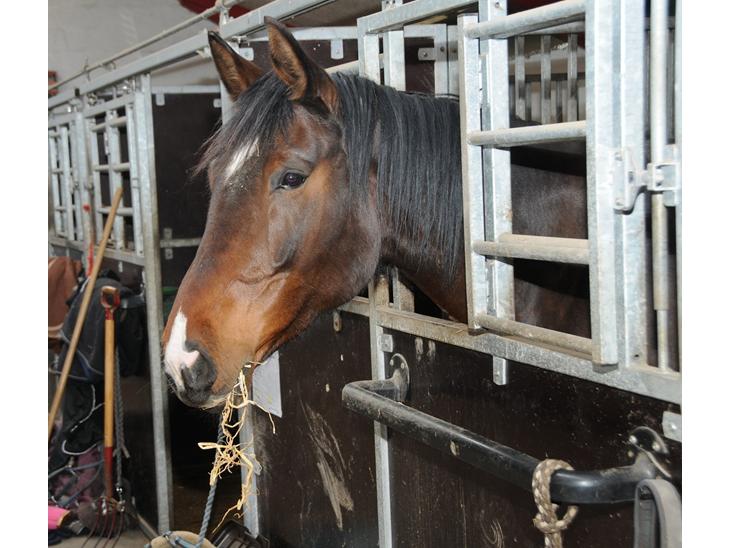 {{currentPhoto.altText}} billede {{currentPhoto.number}}