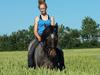 Welsh Cob (sec D) Låddenhøjs Claisson * stjerneponyen Bas * [Tidl. hest]