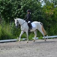 Welsh Partbred (Sec F) toftekjærs loralai <3