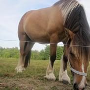 Anden særlig race Frigg