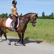 Anden særlig race Amazing Grace