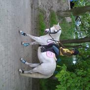 Welsh Pony (sec B) kentucky