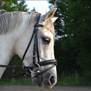 Welsh Pony (sec B) Kirkelodgaard's milton