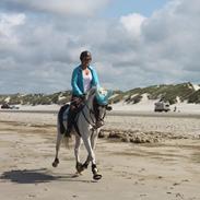 Hollandsk Sportspony Neon