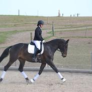 Dansk Varmblod Lamour Vestergaard