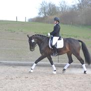 Dansk Varmblod Lamour Vestergaard