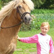 Haflinger Starbos Aslan