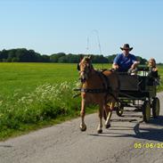 Haflinger Starbos Aslan