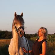 Anden særlig race Lombardi