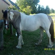 Irish Cob Crossbreed Filina (Fifle)