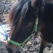 Anden særlig race Ida