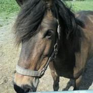 Anden særlig race Ida