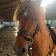 Islænder Brandur fra Holtet