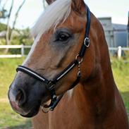 Haflinger BAILEY