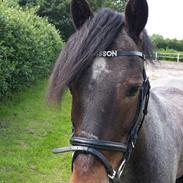 Welsh Cob (sec D) Låddenhøjs Claisson * stjerneponyen Bas *