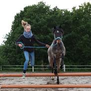 Welsh Cob (sec D) Låddenhøjs Claisson * stjerneponyen Bas *