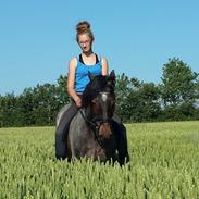 Welsh Cob (sec D) Låddenhøjs Claisson * stjerneponyen Bas *