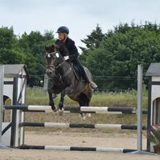 Welsh Partbred (Sec F) - Backersdal's Gaston