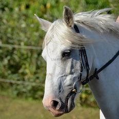 Anden særlig race Shadow