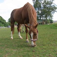 Anden særlig race Manzino