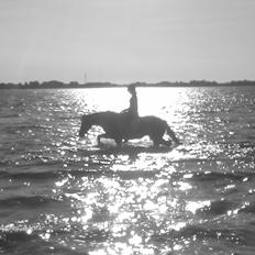 Anden særlig race Zoya