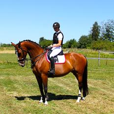 Dansk Varmblod Last Light