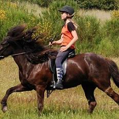 Islænder Aldis fra uldfjordsvakni