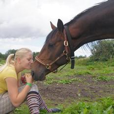 Dansk Varmblod Mr. Hot Chokolate Fudge |Choko| [Trænede]