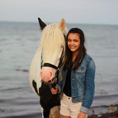 Irish Cob Holm's Filippa Of Stanley