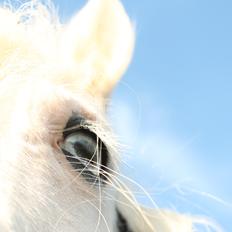 Irish Cob Holm's Filippa Of Stanley