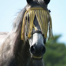 Holstener Corleone -Colle-