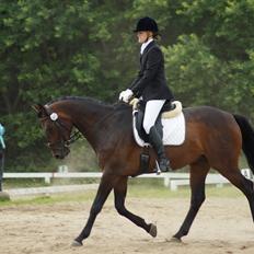 Dansk Varmblod Calino