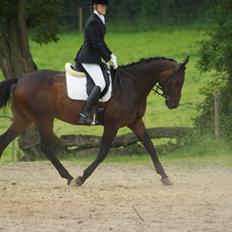 Dansk Varmblod Calino