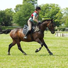 Dansk Varmblod Calino