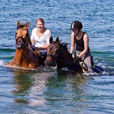 Anden særlig race Paskal