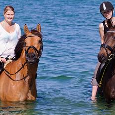 Anden særlig race Paskal