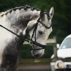 Knabstrupper Søgaardens Marlboro