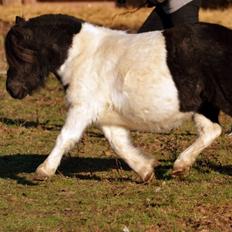 Shetlænder Stjernens Iza